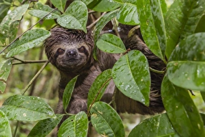 A wild brown-throated sloth (Bradypus variegatus), Landing Casual, Upper Amazon River Basin