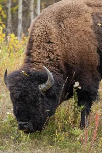 Large Prints: Wild bull plains bison grazes in open field at Elk Island National Park during autumn in Alberta