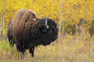 Large Prints: Wild bull plains bison grazes in tall grass surrounded by yellow foliage at Elk Island National Park in Alberta