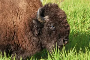 Strong Prints: Wild bull plains bison grazing on grass in Elk Island National Park during daylight in Alberta Canada