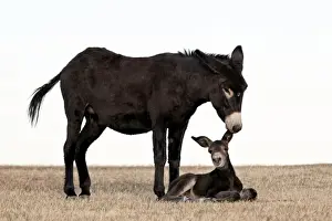 South Dakota Prints: Wild burro (donkey) (Equus asinus) (Equus africanus asinus) jenny biting its foals ear