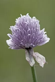 Images Dated 17th August 2008: Wild Chives (Allium schoenoprasum), Glacier National Park, Montana, United States of America