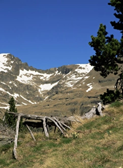Andorra Prints: Wild daffodils and Cabana Sorda corrie, Obac d Incles, Soldeu, Andorra, Europe