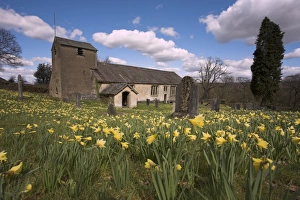 Images Dated 31st January 2000: Wild daffodils, Narcissus pseudonarcissus, in St Anthonys churchyard