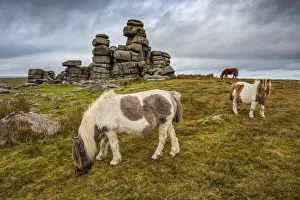 Three Animals Prints: Wild Dartmoor ponies at Staple Tor near Merrivale, Dartmoor National Park, Devon, England