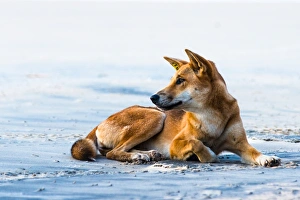 Looking Away Prints: Wild dingo on Seventy Five Mile Beach, Fraser Island, Queensland, Australia, Pacific
