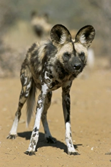Wild Dog Prints: Wild dog (Lycaon pictus) in captivity