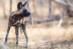 Wild Animals Prints: Wild dog, Okavango Delta, Botswana, Africa