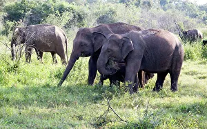 Shining Prints: Wild elephants in Hurulu Eco Park biosphere reserve