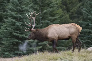 Male Animal Prints: Wild Elk (Wapiti) (Cervus canadensis) during the Autumn rut, Jasper National Park