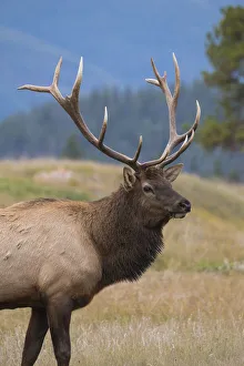 Wild Elk (Wapiti) (Cervus canadensis) during the Autumn rut, Jasper National Park