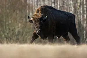 Wintry Prints: Wild European bison (Bison bonasus) walking in a meadow in winter