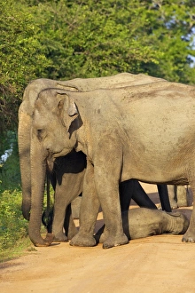 Wild female asian elephants with baby elephant, Yala National Park, Sri Lanka, Asia