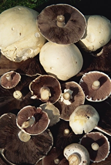 Mushroom Prints: Wild field mushrooms picked in the New Forest, Hampshire, England, United Kingdom, Europe