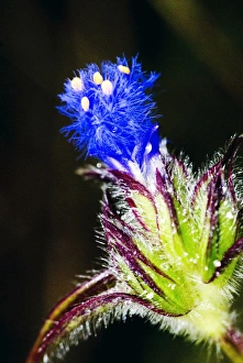 Dali Prints: Wild flower, Dali, Yunnan, China, Asia