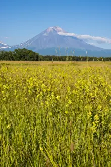 Wild flower field and the Avachinskaya Sopka volcano near Petropavlovsk-Kamchatsky, Kamchatka, Russia, Eurasia