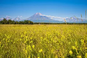 Uncultivated Prints: Wild flower field and the Avachinskaya Sopka volcano near Petropavlovsk-Kamchatsky