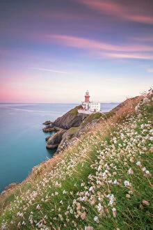 Lighthouse Gallery: Wild flowers with Baily Lighthouse in the background, Howth, County Dublin, Republic of Ireland