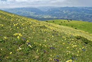 Flower Head Prints: Wild flowers in bloom and horses, Mountain Acuto, Apennines, Umbria, Italy, Europe