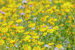 Floral Prints: Wild flowers blooming, Cattolica Eraclea, Agrigento district, Sicily, Italy