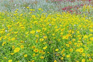 Petals Prints: Wild flowers blooming, Cattolica Eraclea, Agrigento district, Sicily, Italy