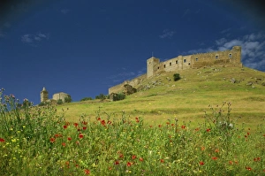 Extremadura Prints: Wild flowers in front of the Castle of Medallin in Extremadura