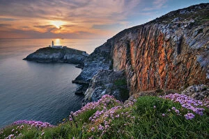 Guidance Gallery: Wild flowers on the cliffs above South Stack lighthouse at sunset, South Stack, Anglesey