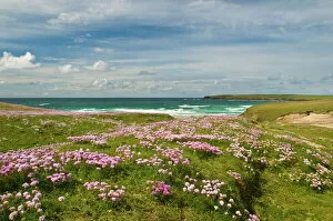 Images Dated 20th June 2008: Wild flowers and coastline, Isle of Lewis, Outer Hebrides, Sotland, United Kingdom