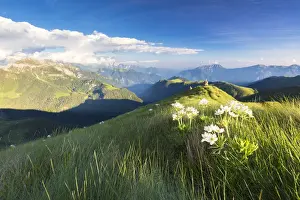 Wild Flowers Prints: Wild flowers on crest towards Monte Azzarini with Bergamo Orobie Alps in the background
