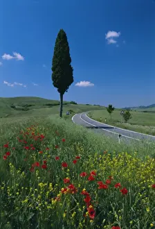 Spring Time Prints: Wild flowers and cypress tree beside a country road near Volterra