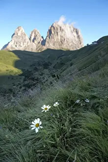 Canazei Prints: Wild flowers and the dramatic Sassolungo mountains in the Dolomites near Canazei