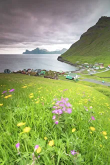 In Bloom Prints: Wild flowers, Elduvik, Eysturoy Island, Faroe Islands, Denmark, Europe