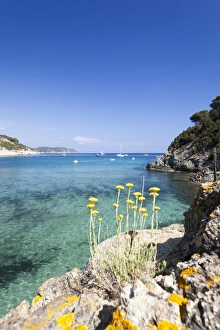Livorno Province Prints: Wild flowers, Fetovaia Beach, Campo nell Elba, Elba Island, Livorno Province, Tuscany