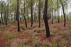Roussillon Prints: Wild flowers in a forest near Roussillon in Provence, France, Europe