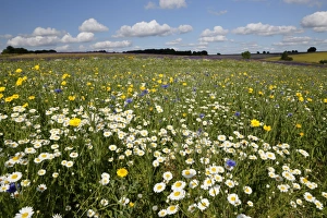Abundance Prints: Wild flowers growing on grassland, Snowshill, Cotswolds, Gloucestershire, England