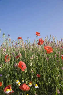 Images Dated 30th June 2008: Wild flowers, Highland of Castelluccio di Norcia, Norcia, Umbria, Italy, Europe