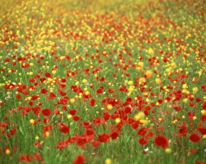 Poppies Prints: Wild flowers including poppies in a field in Majorca, Balearic Islands, Spain, Europe