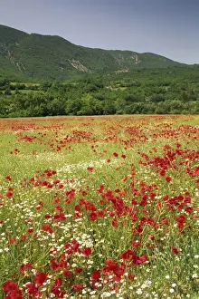 Wild flowers including poppies in a field near Apt in the Luberon mountains