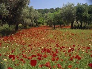 Olive Grove Prints: Wild flowers including poppies in a grove of trees