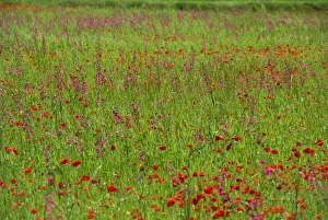 Balearic Prints: Wild flowers including poppies on Majorca