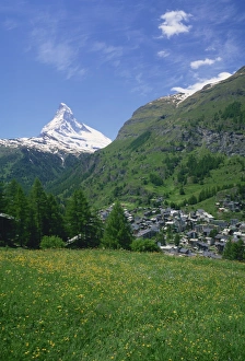 Alps Prints: Wild flowers in a meadow with the town of Zermatt