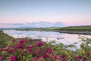 Wild Flower Prints: Wild flowers in meadows by the sea
