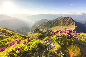 Wild Flowers Prints: Wild flowers on Monte Azzarini with Monte Pedena and Albaredo Valley in the background