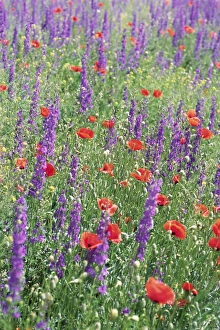 Poppy Prints: Wild flowers near Goreme