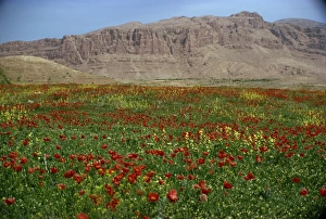 Iran Prints: Wild flowers near Shiraz
