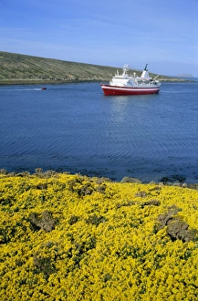 Wild flowers on New Island and tourist ship, the Explorer, West Falkland in the Falkland Islands
