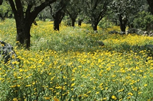 Wild Flower Prints: Wild flowers in olive grove