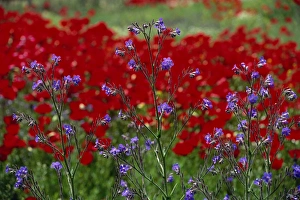 Vibrant Colour Prints: Wild flowers and poppies