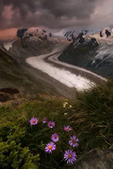 Typically Swiss Prints: Wild flowers on rocks with Monte Rosa glacier in the background, Zermatt, canton of Valais