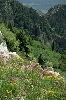 New Mexico Prints: Wild flowers on the Sandia Crest